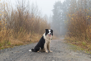 Pet activity. Cute puppy dog border collie sitting in autumn park forest outdoor. Pet dog on walking in foggy autumn fall day. Dog walking. Hello Autumn cold weather concept