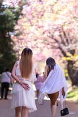 woman walking cherry blossom path to see beautiful scenery of pink cherry blossoms along road blessed in winter. woman travel journey along path of beautiful pink cherry blossoms in full bloom blessed
