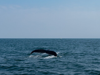 Fototapeta premium Whale