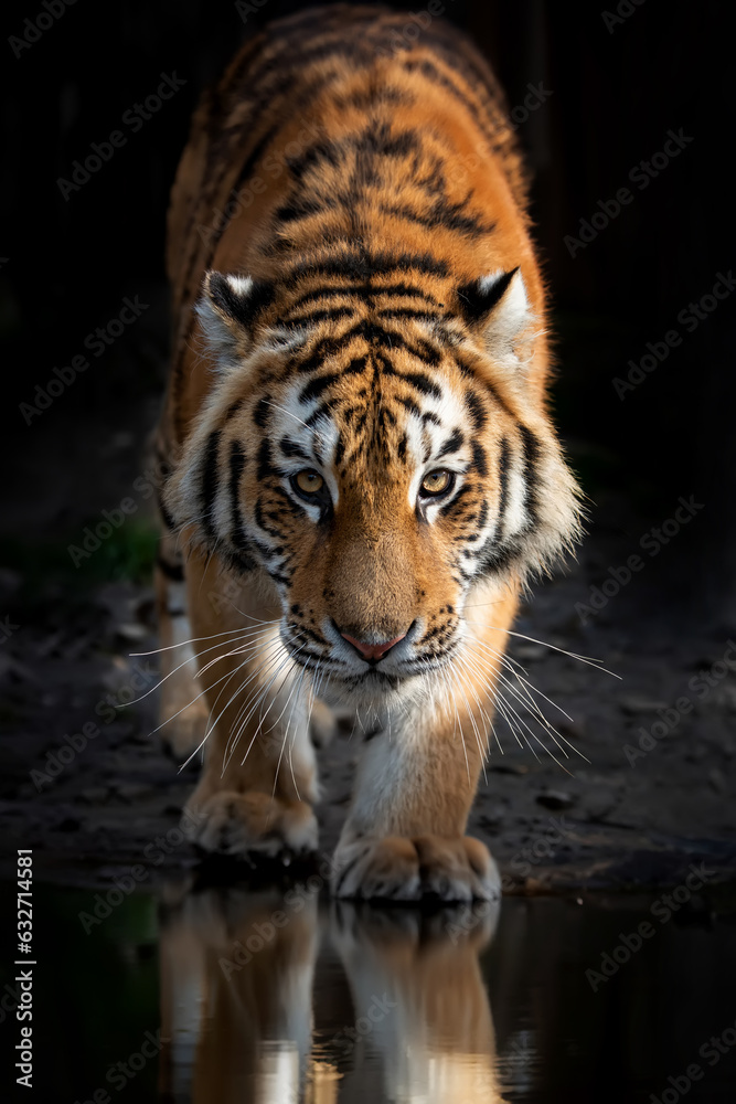 Wall mural Close adult tiger portrait reflection in water on dark background