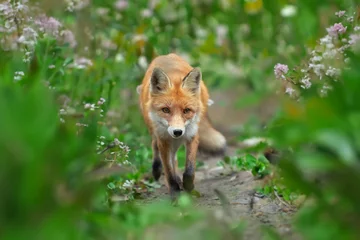 Foto auf Acrylglas Grün Red fox, vulpes vulpes in forest. Wild predators in natural environment. Wildlife scene from nature