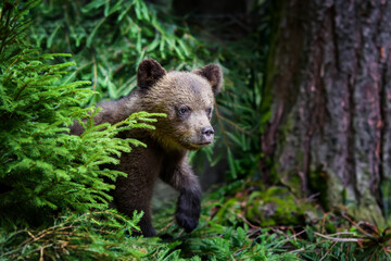Fototapeta na wymiar Brown bear cub in the forest with pine branch. Wild animal in the nature habitat