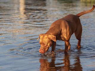 Cute dog swimming in the river on a clear, sunny day. Closeup, outdoors. Day light. Concept of care, education, obedience training and raising pets