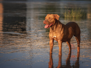 Cute dog swimming in the river on a clear, sunny day. Closeup, outdoors. Day light. Concept of care, education, obedience training and raising pets