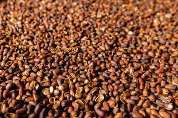 Raw ripe fresh brown pine nuts in shell on conveyor. Industrial organic food factory