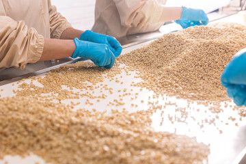 Manual controls quality of pine nuts on production line. Industrial factory of organic food cedar...