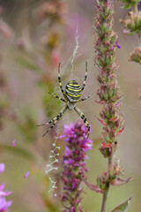 Close-up of a tiger spider on its web amongst Lythrum salicaria plants