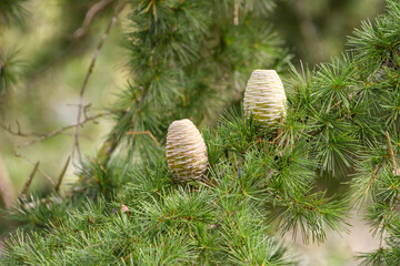 Close-up of the flower cones of a cedar tree