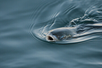 Close-up of a fish feeding on the surface of the water