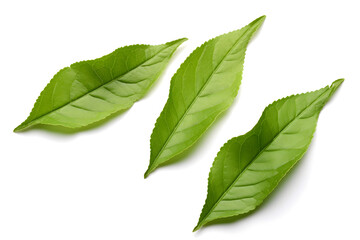 Obraz premium Three green leaves of tea plant isolated on white background.