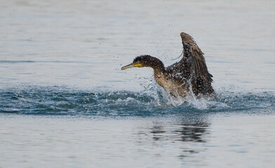 Great cormorant splashing in the water