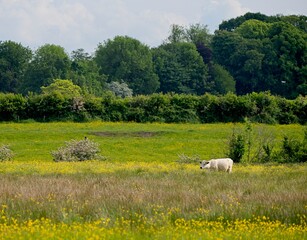 landscape with cows