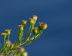 Close up of Inula crithmoides flowers