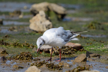 Close-up of a black-headed gull catching a sea worm