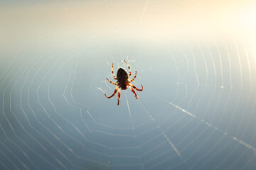 Naklejka premium Spider on a cobweb on the sunset.