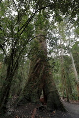 Moss-covered, double myrtle beech tree -Nothofagus cunninghamii- on the rainforest walk. Apollo Bay-Australia-782