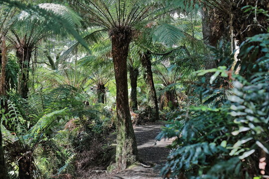Dirt trail among soft tree ferns -Dicksonia antarctica- beside the Great Ocean Road, Apollo Bay. Victoria-Australia-791+