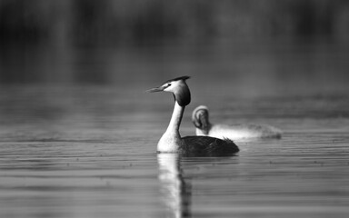 Grebe chicks behind their mother. Grebe on the lake. Black and white photos. Great Crested Grebe, waterbird (Podiceps cristatus)