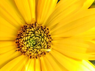 nature, flower, tenderness, background