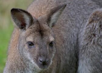 A wallaby (Notamacropus)