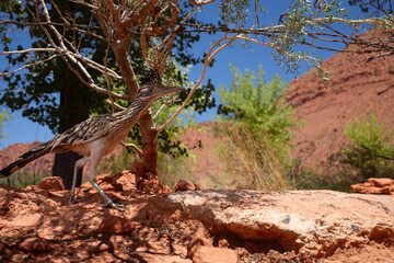 Obraz premium A Greater Roadrunner photographed with a wide angle lens stalks through the desert landscape of Southern Utah at midday below some twisted strands of barbed wire.