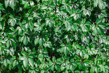Background wall of green leaves of plants shrubs, uniform texture