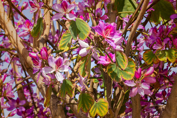 Flowers tress background banner panorama. Beautiful close up of blooming magnolia branch in spring.
