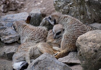 A family of meerkats (Suricata suricatta)