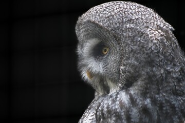 Great gray owl (Strix nebolusa)