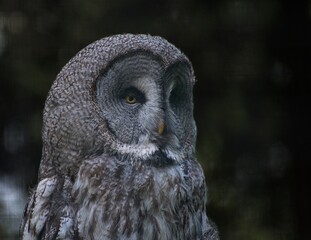 Great gray owl (Strix Nebolusa)