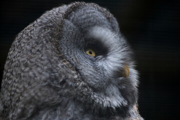 Great gray owl (Strix nebulosa)