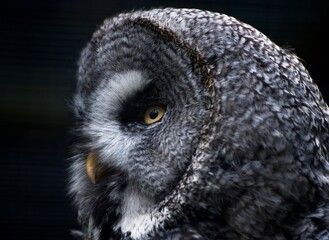 Great grey owl (Strix nebulosa)