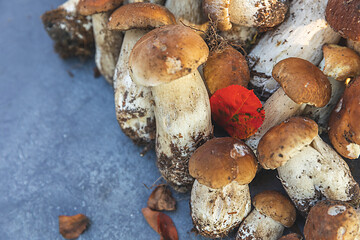 Autumn fall composition. Raw edible mushrooms Penny Bun on dark black stone shale background. Ceps over gray table. Cooking delicious organic mushroom gourmet food. Flat lay top view