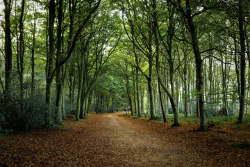 Fototapeta premium Woodland path in the autumn in England