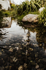 Fototapeta na wymiar Stones in the crystal clear river water in the Bavarian forest 