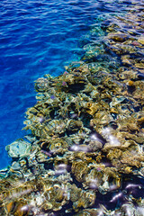 Coral reef multicolored under clear sea, jellyfish, top view through water, vertical frame
