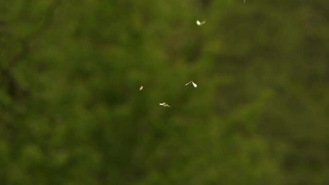 A swarm of white butterflies dancing in front of trees in spring - slow motion