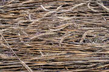 Missernte wegen Dauerregen - bei Getreide wie Triticale beginnen die Körner in den Ähren zu...