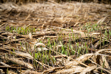 Missernte wegen Dauerregen - bei Getreide wie Triticale beginnen die Körner in den Ähren zu...