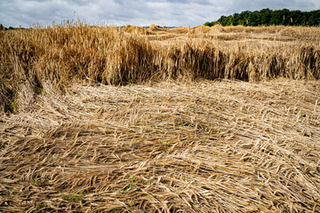 Missernte wegen Dauerregen - bei Getreide wie Triticale beginnen die Körner in den Ähren zu...