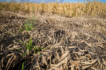 Missernte wegen Dauerregen - bei Getreide wie Triticale beginnen die Körner in den Ähren zu...