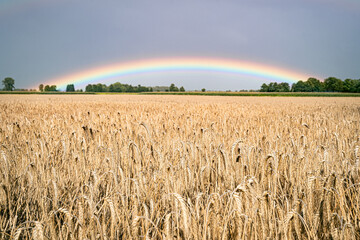 Reifes Getreidefeld mit Regenbogen