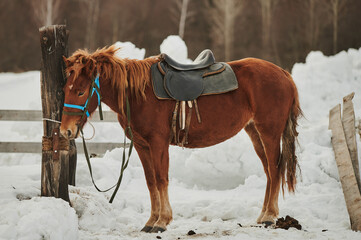 horse with a saddle on the white snow.