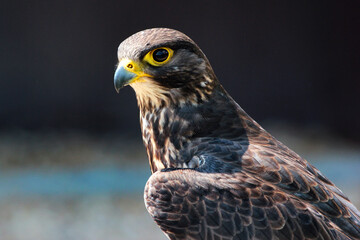 Harris's hawk, or Parabuteo unicinctus, a medium-large bird of prey