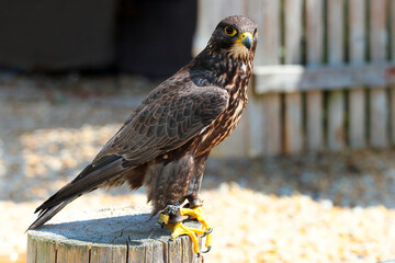 Harris's hawk, or Parabuteo unicinctus, a medium-large bird of prey