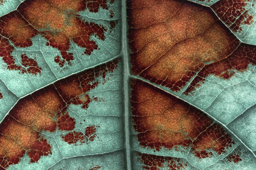 Autumn abstract leafs leaf Dimond brown background macro Mac windows linux nature modern pc