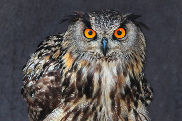 Eurasian, or Western Siberian eagle-owl (Bubo bubo sibiricus)