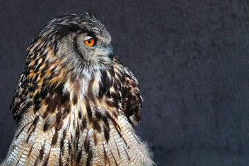 Eurasian, or Western Siberian eagle-owl (Bubo bubo sibiricus)