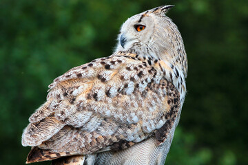 Eurasian, or Western Siberian eagle-owl (Bubo bubo sibiricus)