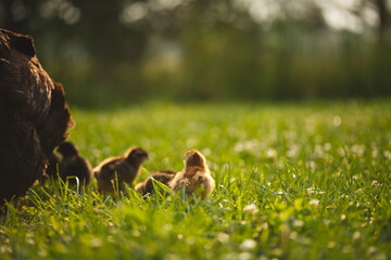 Baby chickens with their mother hen on a small farm in Ontario, Canada.